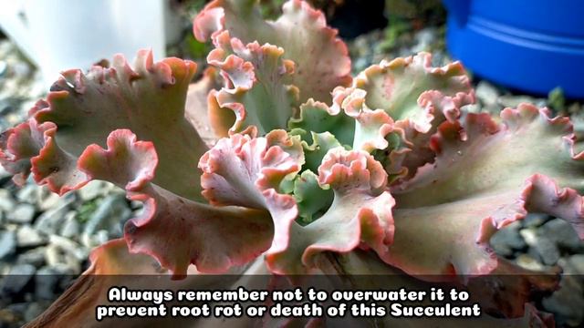 164 ECHEVERIA TAKASAGO NO OKINA SUCCULENT CARE GUIDE || Succulent Care Tips 다육식물 多肉植物 Suculentas