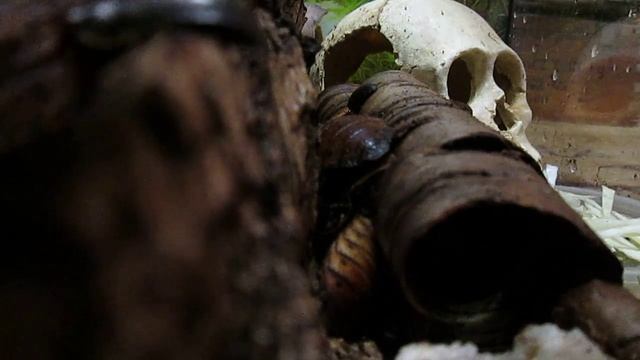 Мадагаскарские тараканы заселяются в аквариум смотреть онлайн