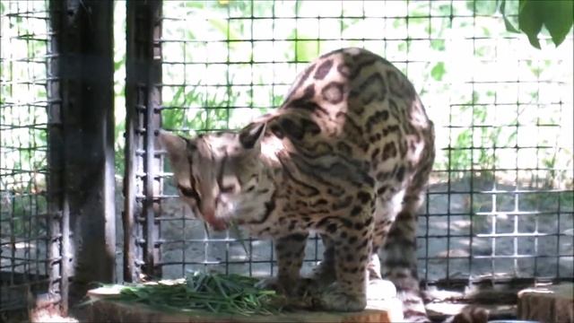Кот маргай на прогулке, а кошка в будке 23.05.2022 смотреть онлайн