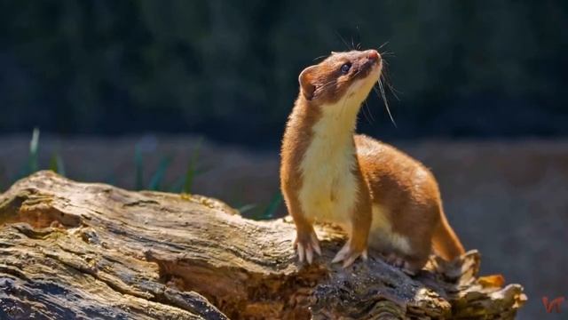 Горностай (Mustela erminea) смотреть онлайн