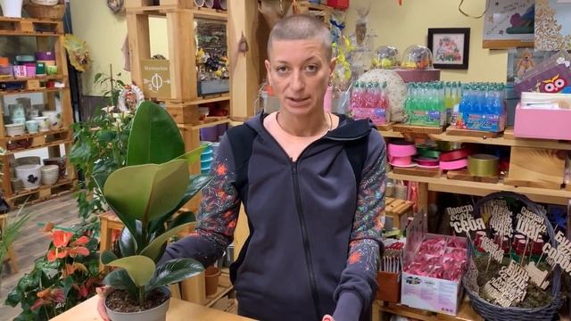 Фикус Хлоэ - необычный красавчик среди каучуконосных представителей семейства фикусов. смотреть онлайн