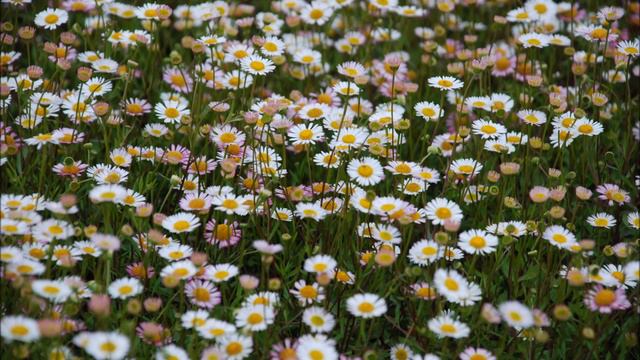 Jardinage: Erigeron profusion: photos de fleurs et de plantes vivaces смотреть онлайн