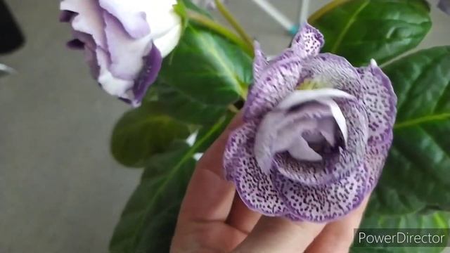 На Глоксинии, разные бутоны. смотреть онлайн