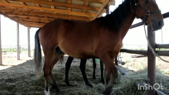 Продается рослый жеребчик 2019г. смотреть онлайн