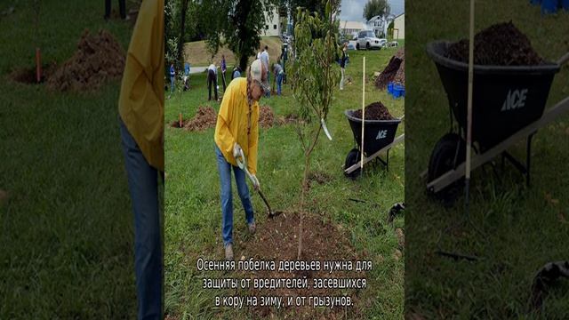 Абрикос Краснощекий смотреть онлайн