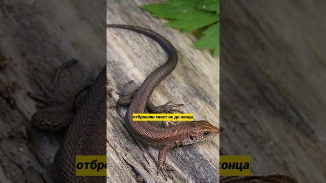 Ящерицы с двумя хвостами. Интересные факты #shorts смотреть онлайн