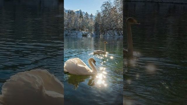 Лебеди символ верности и вечной любв смотреть онлайн