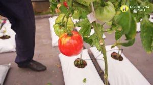 Крупноплодные сорта томатов. ГИГАНТ ПОДМОСКОВЬЯ - сочный и мясистый томат