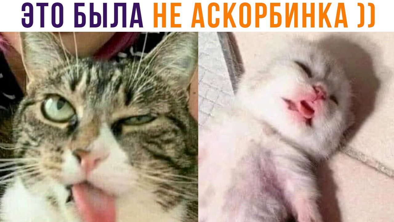 САНЯ, ЭТО БЫЛА НЕ АСКОРБИНКА ))) | Приколы с котами | Мемозг 1321 смотреть онлайн