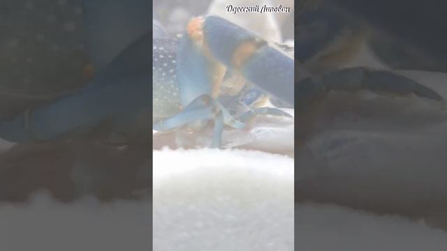 Как питается РАК!? #shorts смотреть онлайн