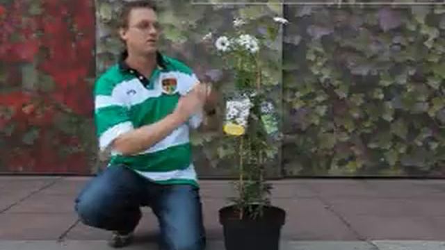 Beste noviteit Plantarium 2012 смотреть онлайн