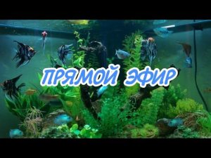 ПРЯМОЙ ЭФИР ПО АКВАРИУМИСТИКЕ
