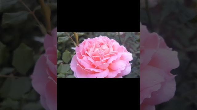 Роза Джубили Селебрейшн " Jubilee Selebration " цвитение 2022 #розыОстина# смотреть онлайн