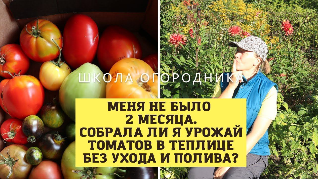 Осталась без помидоров? Не была на даче два месяца! Урожай томатов по сортам смотреть онлайн