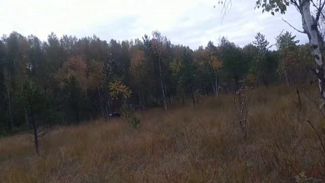 КАМЕШКОВО СОБИРАЕМ КЛЮКВУ смотреть онлайн