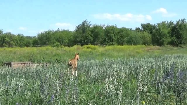 Донской жеребенок Василек. Первые прогулки смотреть онлайн