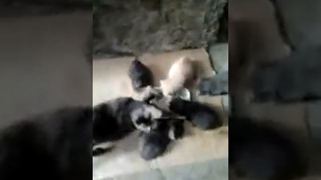 у Пёстрой семь смотреть онлайн