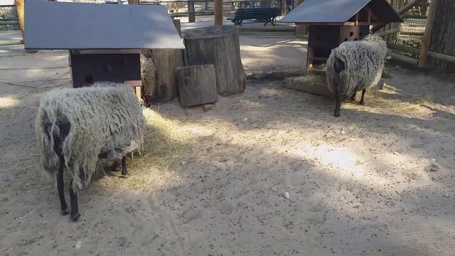 Выходные в Рижском зоопарке 1 часть смотреть онлайн