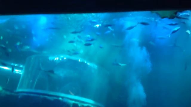 Yeosu Aquarium - South Korea