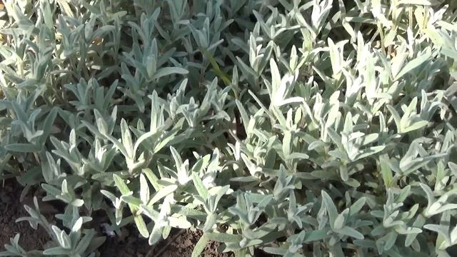 Почвопокровное растение 