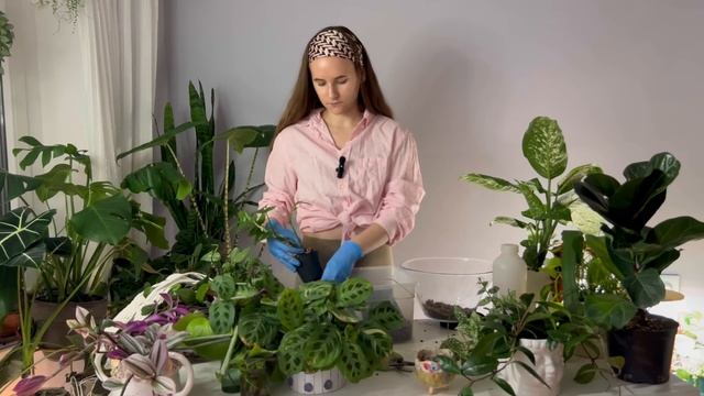 Разговорная пересадка комнатных растений смотреть онлайн