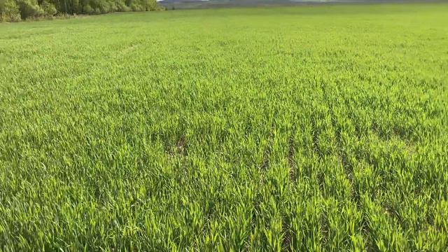 Озимая рожь по без вспашки смотреть онлайн