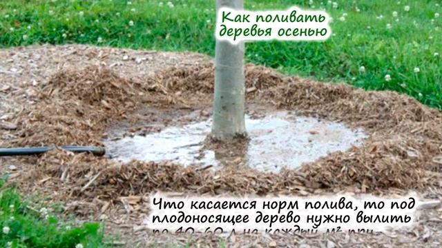 Почему важен ПОЛИВ ПОД ЗИМУ? И сколько нужно лить воды? смотреть онлайн