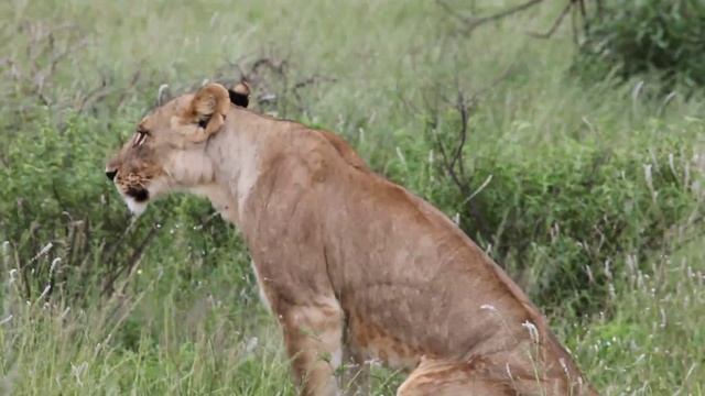 Львы в парке Самбуру, Кения смотреть онлайн