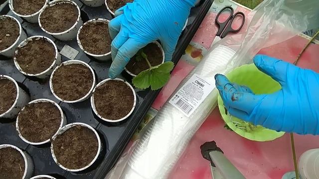 Размножаем Клубнику Усами в Стаканчиках, Два Способа