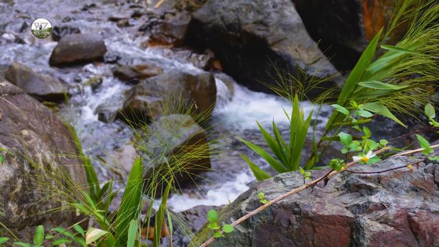 forest sounds relaxation, the sound of flowing stream water | WZRFS.04 смотреть онлайн