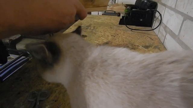 Мышеловка без пружин смотреть онлайн