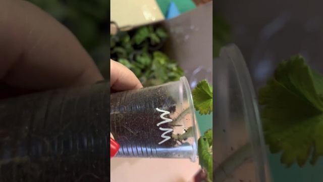 Рассада от Жанны Фокиной. Шок цена и не только…..? смотреть онлайн