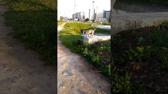 Серебристый пудель играет с чихуахуа