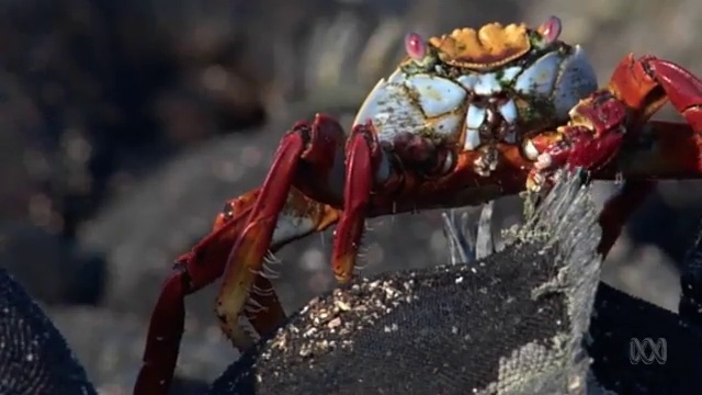 Galapagos ecosystem смотреть онлайн