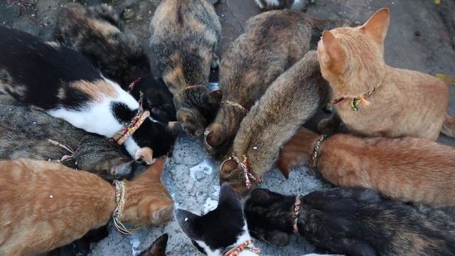Cat eating rice with fish смотреть онлайн