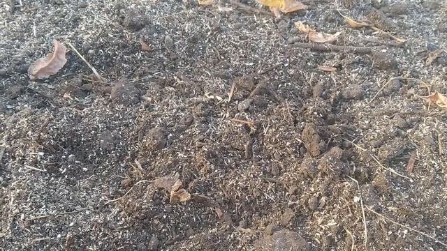 Подготовка грядки и посадка чеснока под зиму. смотреть онлайн