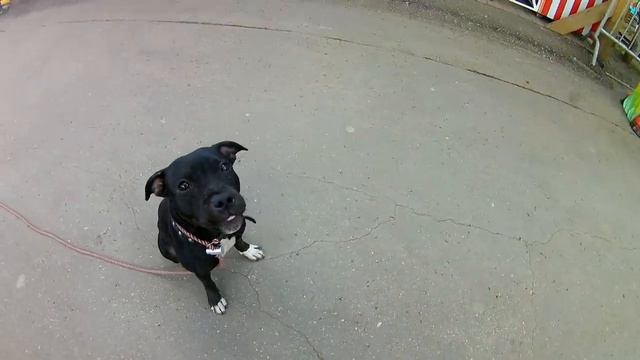 Английский питбультерьер 6 мес. отрывок из дрессировки. смотреть онлайн