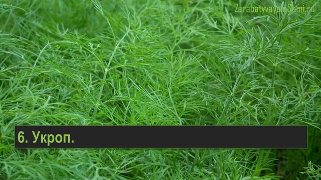 10 вариантов зелени для выращивания в теплице смотреть онлайн