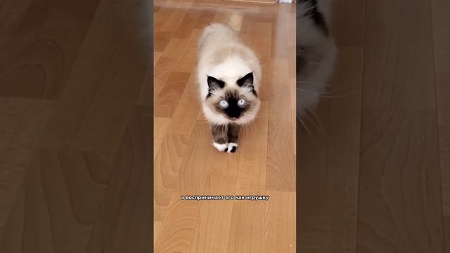 Почему кошка гоняется за своим хвостом ? смотреть онлайн