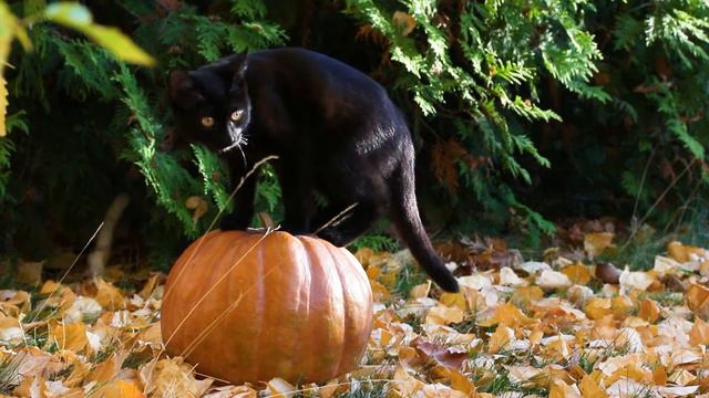 🎃Funny Photo Shoot of a Black Cat😸 on a Pumpkin for 🎃Halloween🎃 / Funny Cats смотреть онлайн