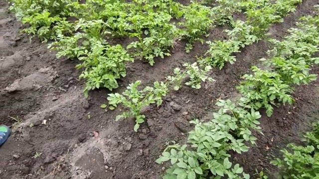 Саморобний міні трактор із мотором ЗІД 4.5 смотреть онлайн