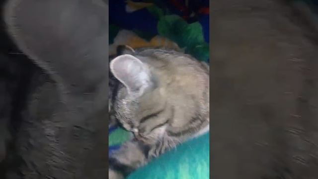 У Шархана становятся большие зрачки. смотреть онлайн