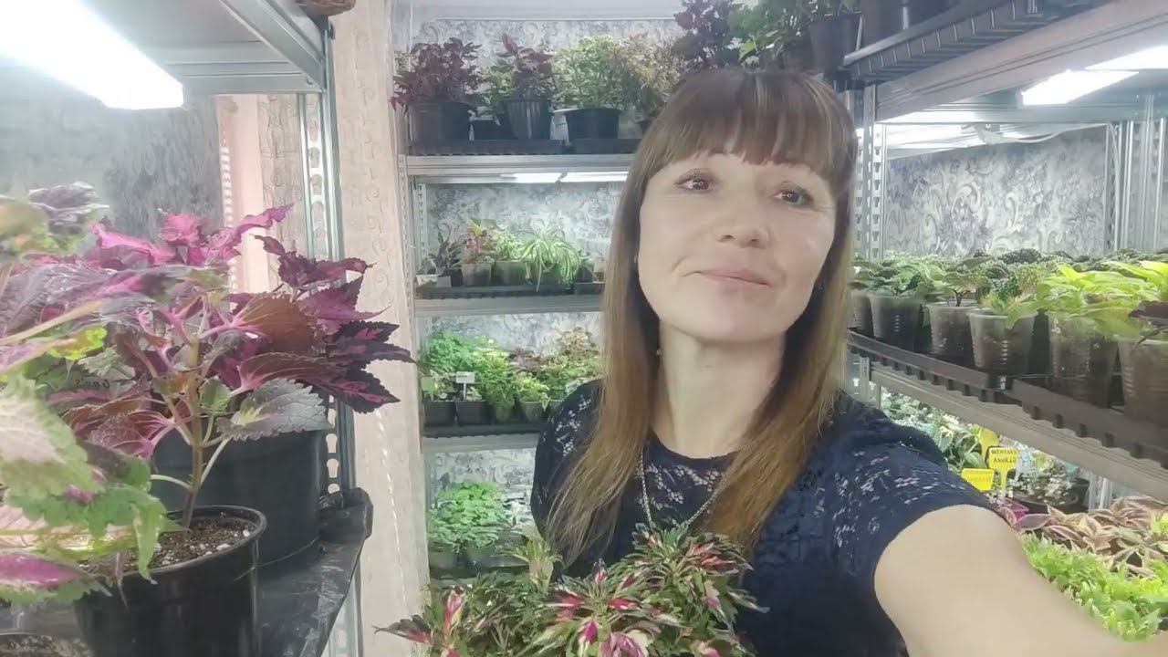 Как сохранить колеусы осенью зимой дома. Колеусы не вытянутся и не потеряют окраску.Уход от А до Я. смотреть онлайн