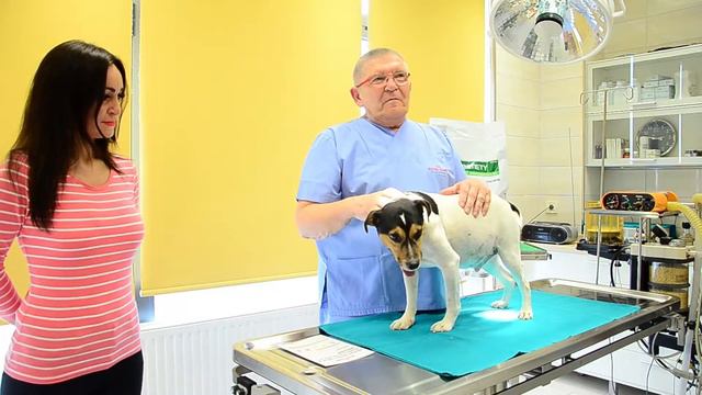 Dr Pezo će pomoći da Duke izgubi kilograme смотреть онлайн