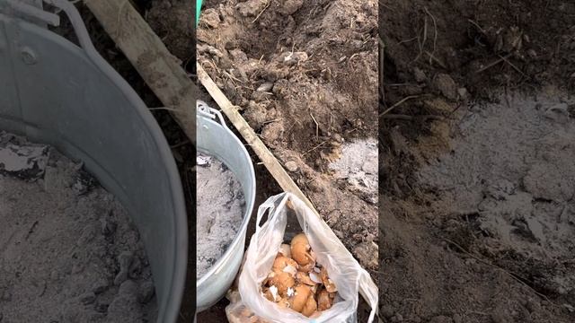 Что класть в лунку при посадки томатов в грунт. смотреть онлайн