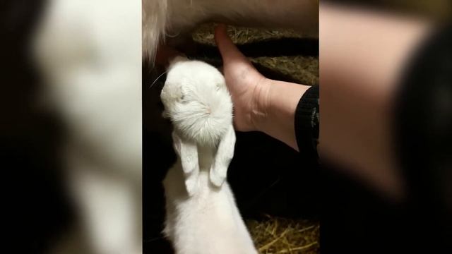 Особенный козленок Зааненской породы. Первая встреча с мамой / Старица. Жизнь в деревне смотреть онлайн