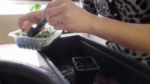 Пикирование рассады карпатского колокольчика "Гном"