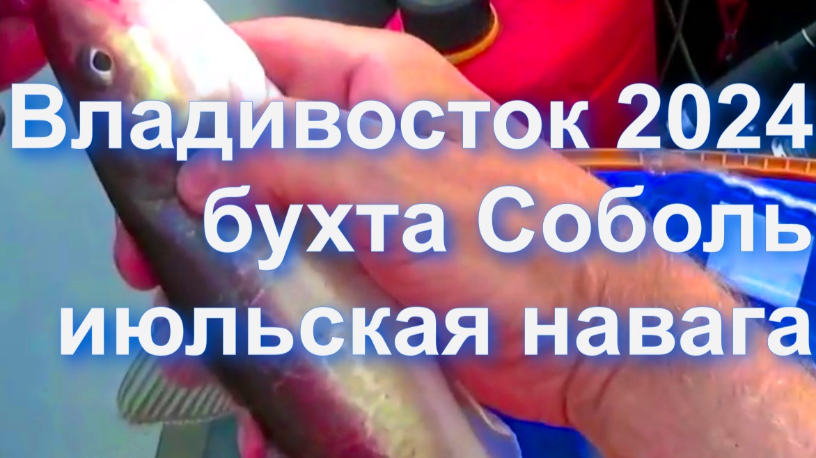 Бухта Соболь_Владивосток_июльская навага