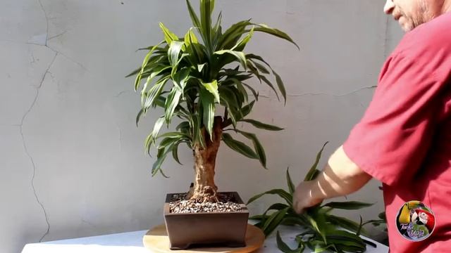 Dragon tree bonsai and Money tree (update) смотреть онлайн