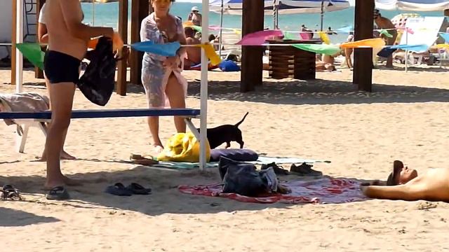 Непоседливая такса)))) смотреть онлайн